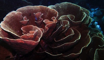 Cabbage Coral